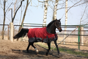 Summer Horse Rugs Summer Horse Rugs